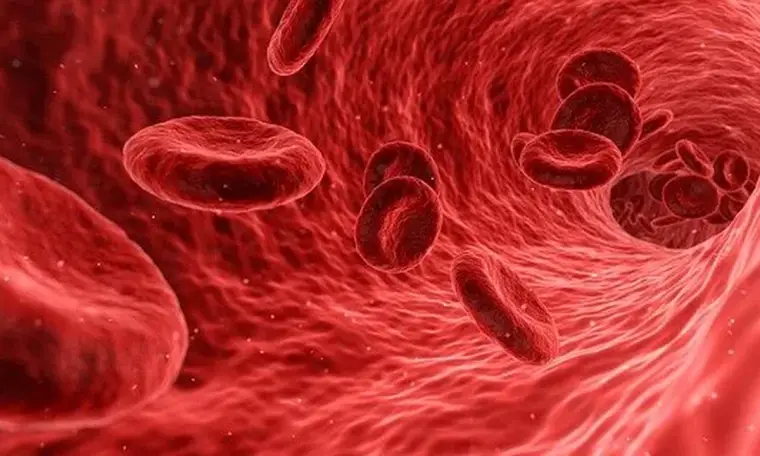 Red blood cells flowing through a blood vessel illustrating circulation and oxygen delivery in the human body